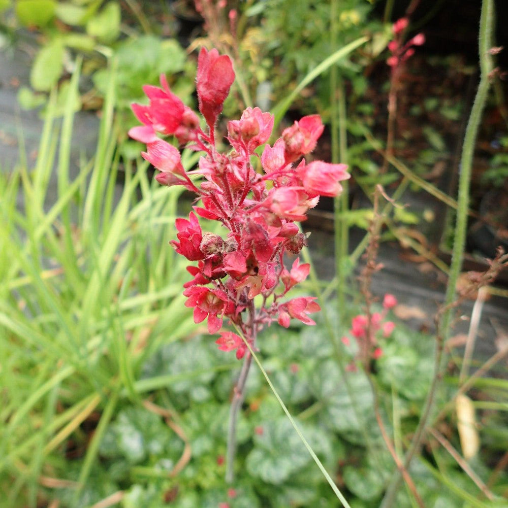 Heuchera villosa 'Berry Timeless' ~ Berry Timeless Coral Bells-ServeScape
