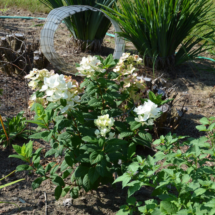 Hydrangea paniculata 'hypmad I' PP19,082 ~ First Editions® White Diamonds® Hydrangea-ServeScape