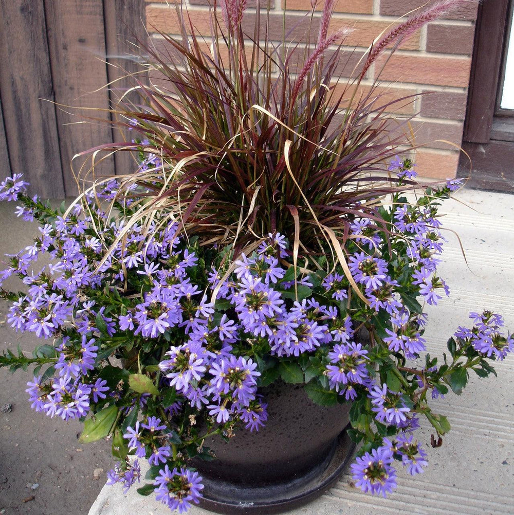 Scaevola aemula 'Saphira Blue' ~ Saphira Blue Fan Flower-ServeScape