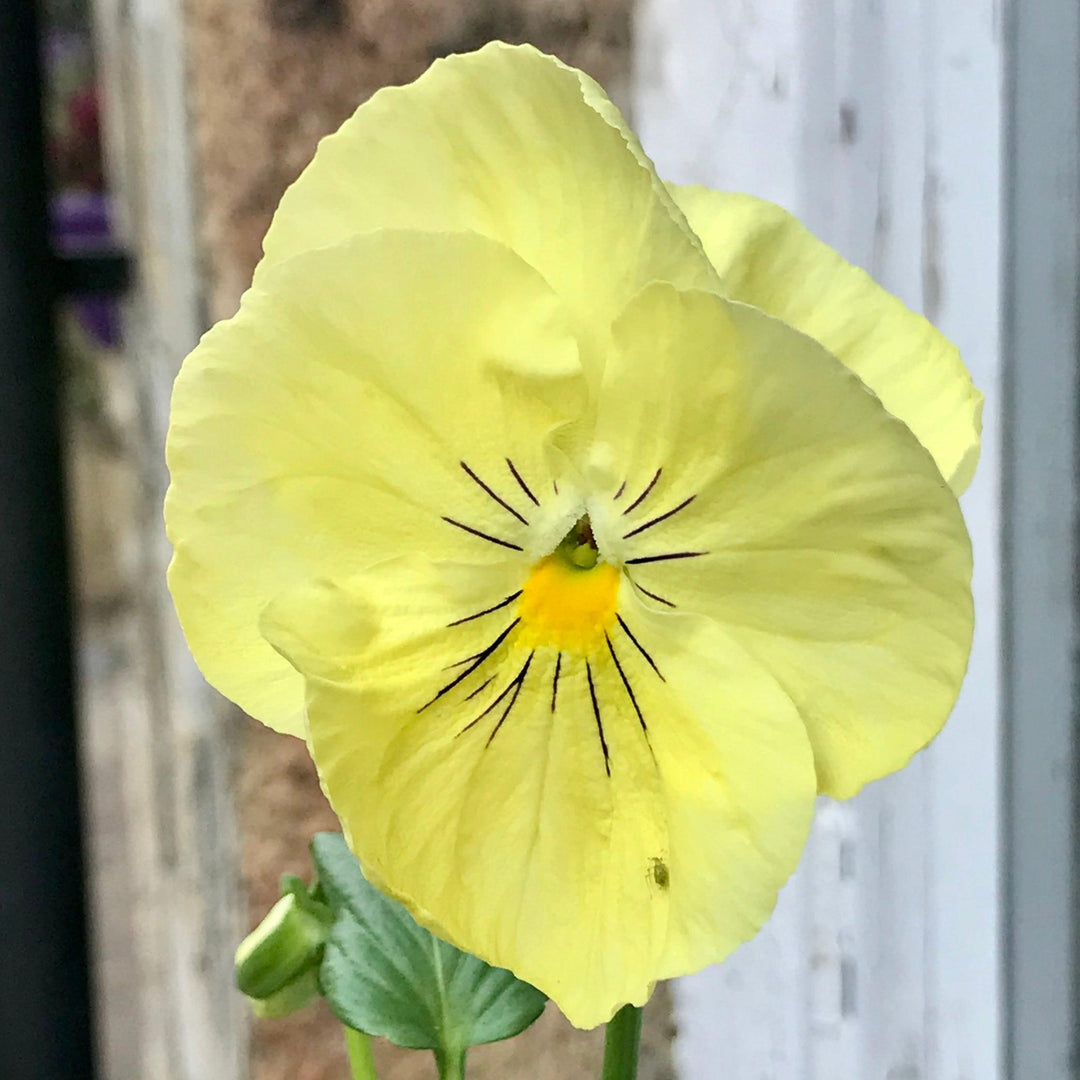 Viola x wittrockiana 'Cool Wave Lemon' ~ Cool Wave® Lemon Pansy-ServeScape