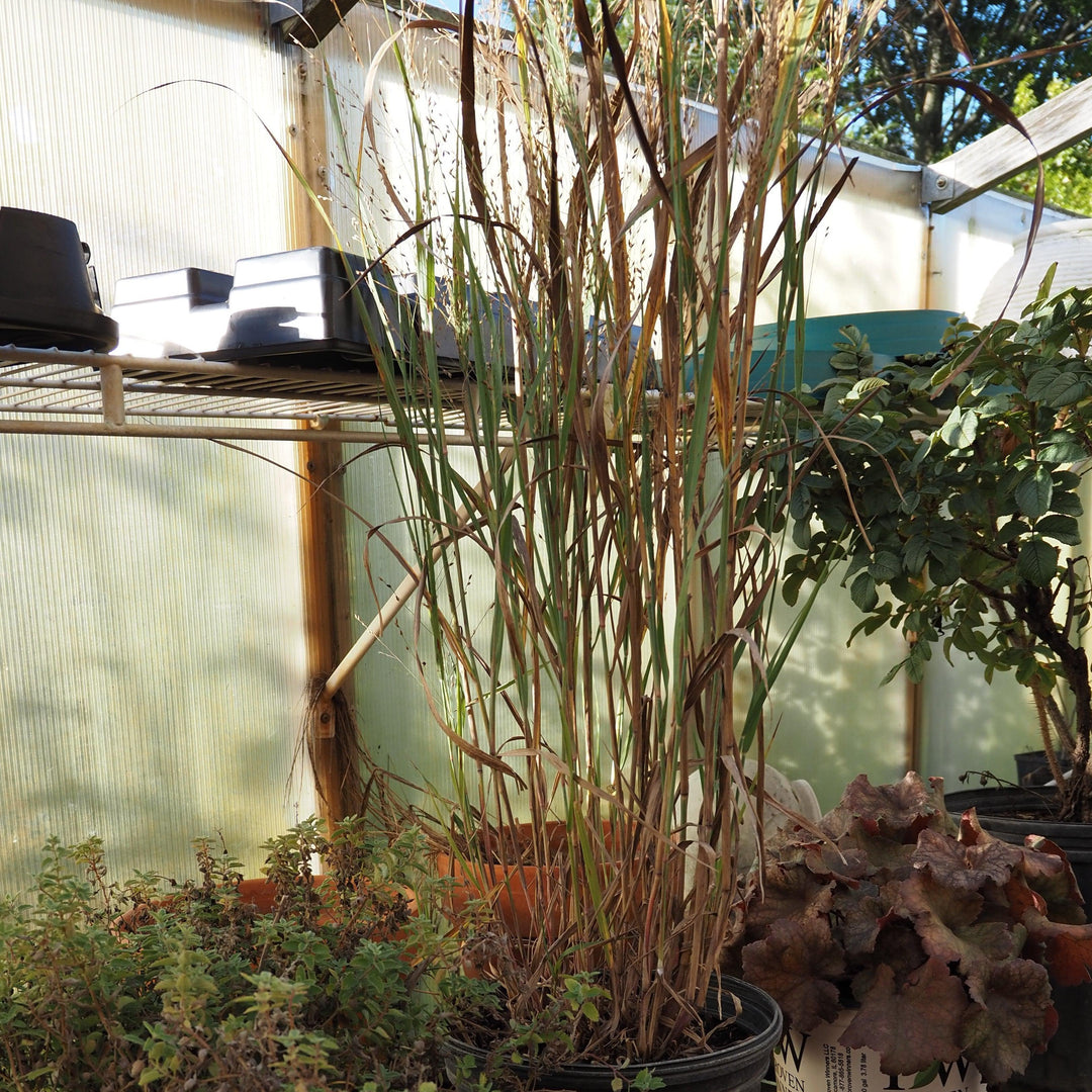 Panicum virgatum 'Heavy Metal' ~ Heavy Metal Switch Grass-ServeScape