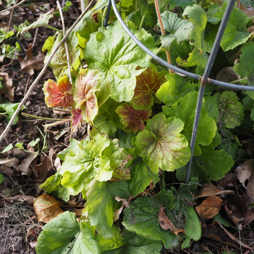 Heuchera ‘Delta Dawn’ ~ Delta Dawn Coral Bells-ServeScape