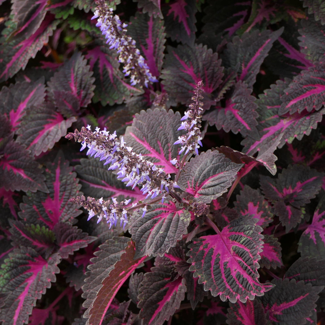 Solenostemon scutellarioides ‘Kingswood Torch’ ~ Kingswood Torch Coleus-ServeScape