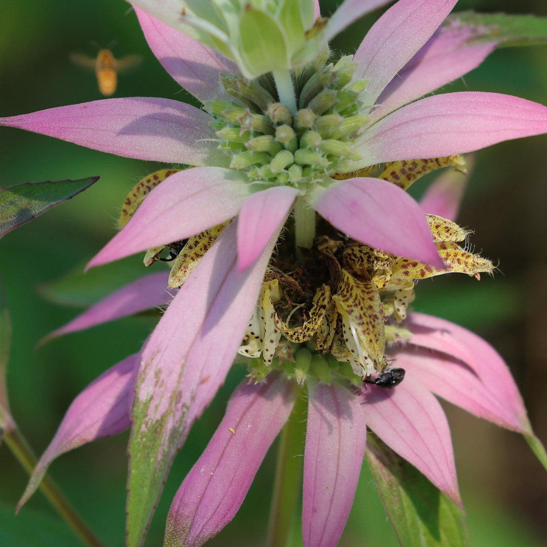 Monarda punctata ~ Spotted Beebalm-ServeScape