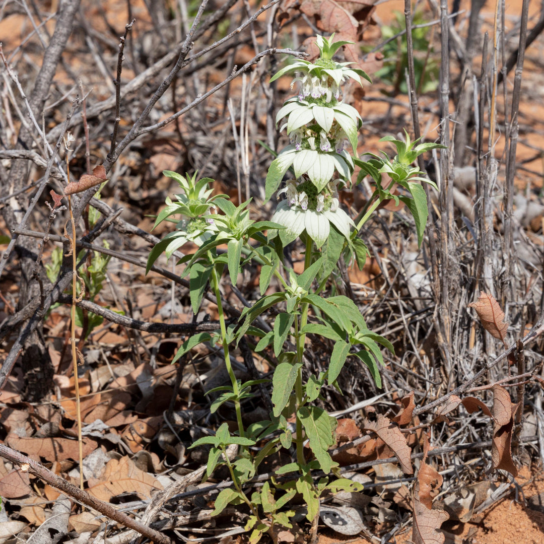 Monarda punctata ~ Spotted Beebalm-ServeScape