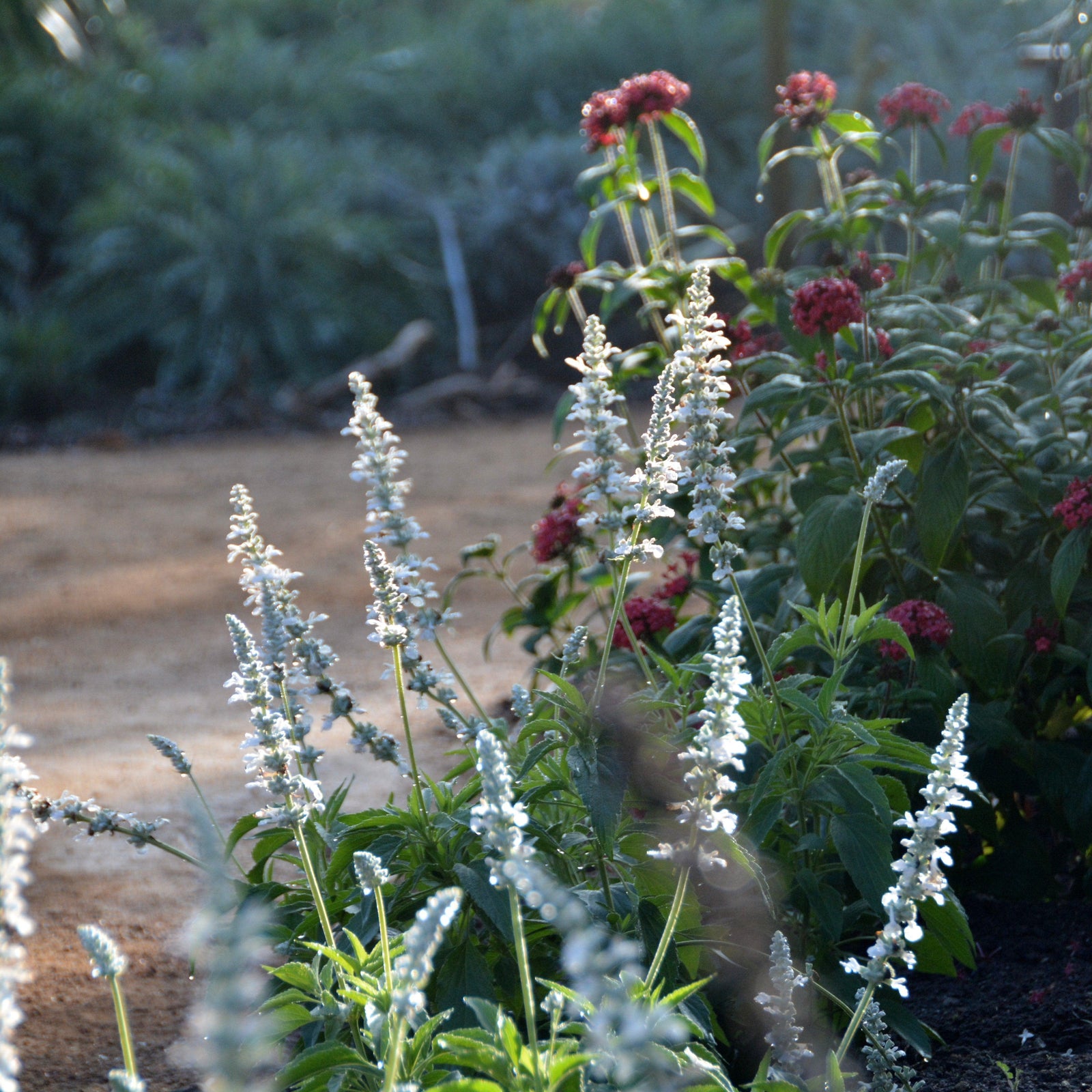Salvia farinacea 'Snow White' ~ Sallyfun™ Snow White Salvia-ServeScape
