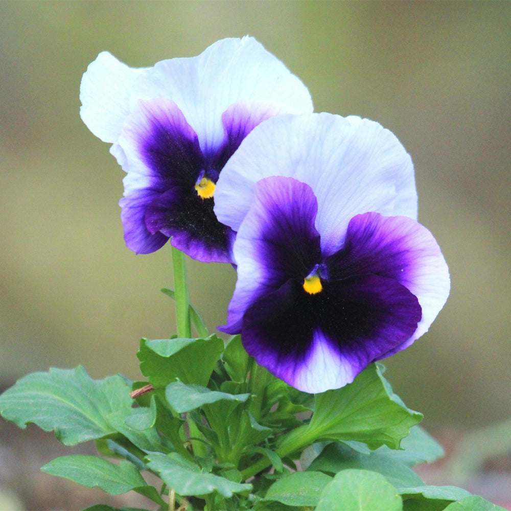 Viola x wittrockiana 'Inspire Plus Beaconsfield' ~ Inspire® Plus Beaconsfield Pansy-ServeScape