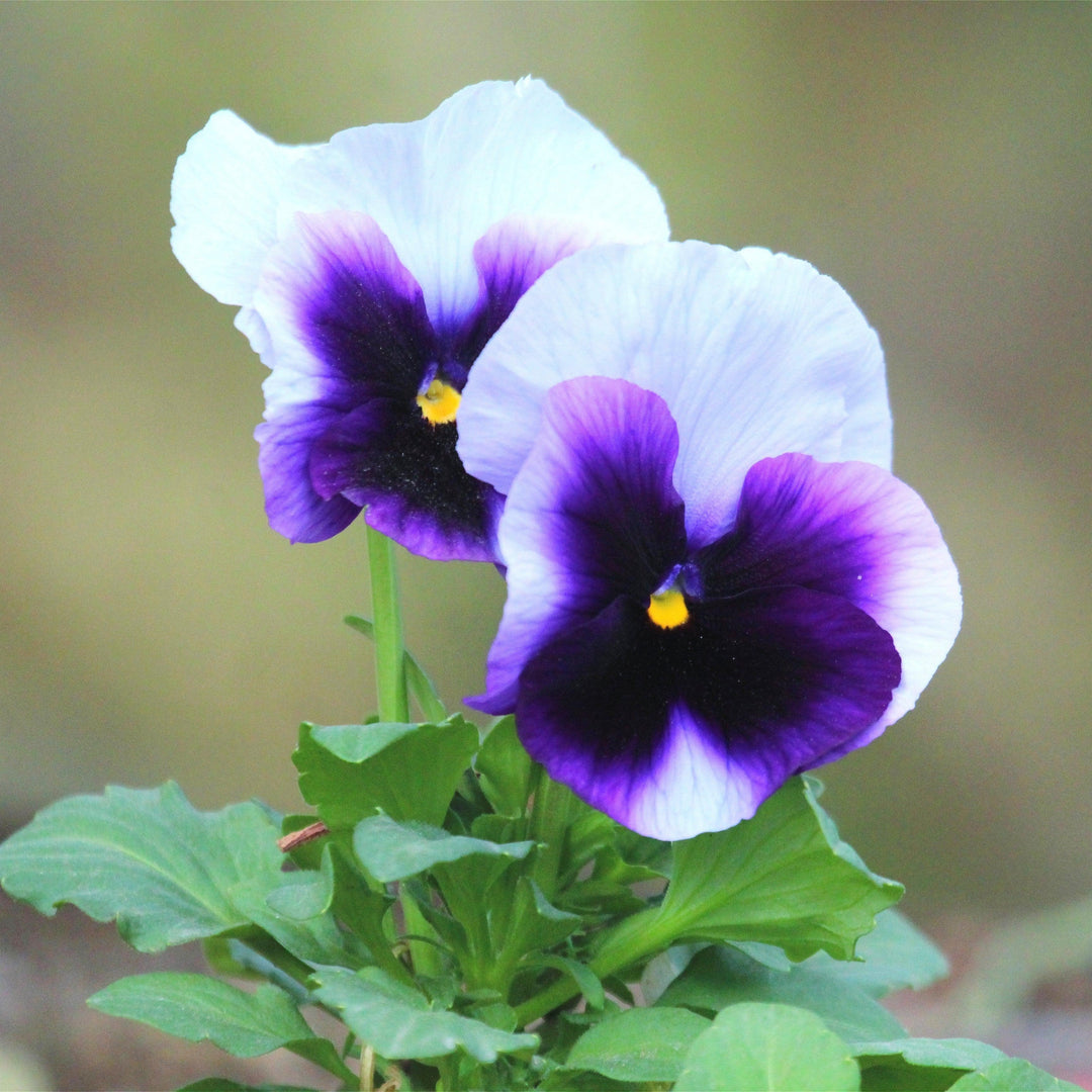Viola x wittrockiana 'Inspire Plus Beaconsfield' ~ Inspire® Plus Beaconsfield Pansy-ServeScape