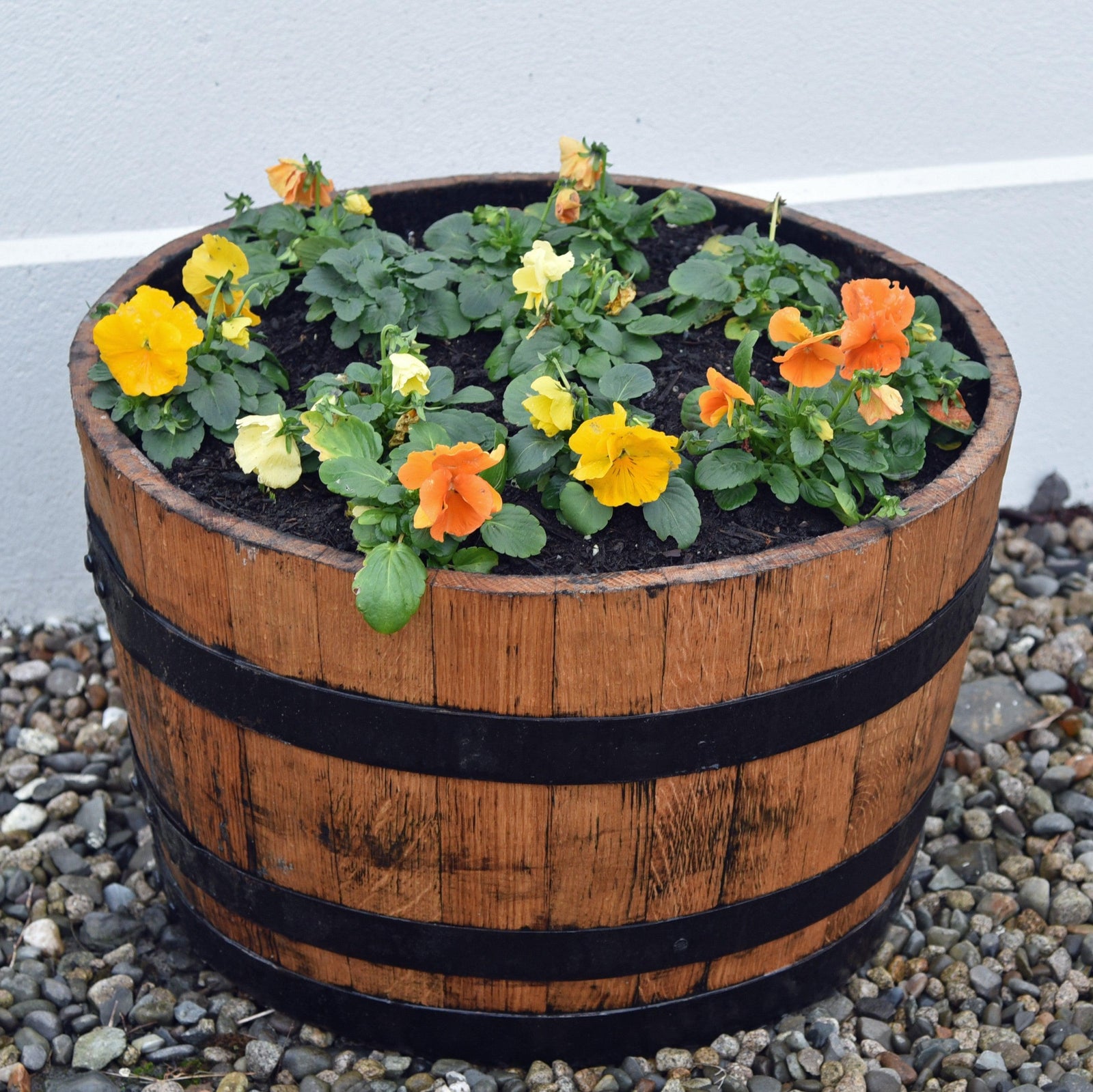 Viola x wittrockiana 'Premier Citrus Mix' ~ Premier Citrus Mix Pansy-ServeScape