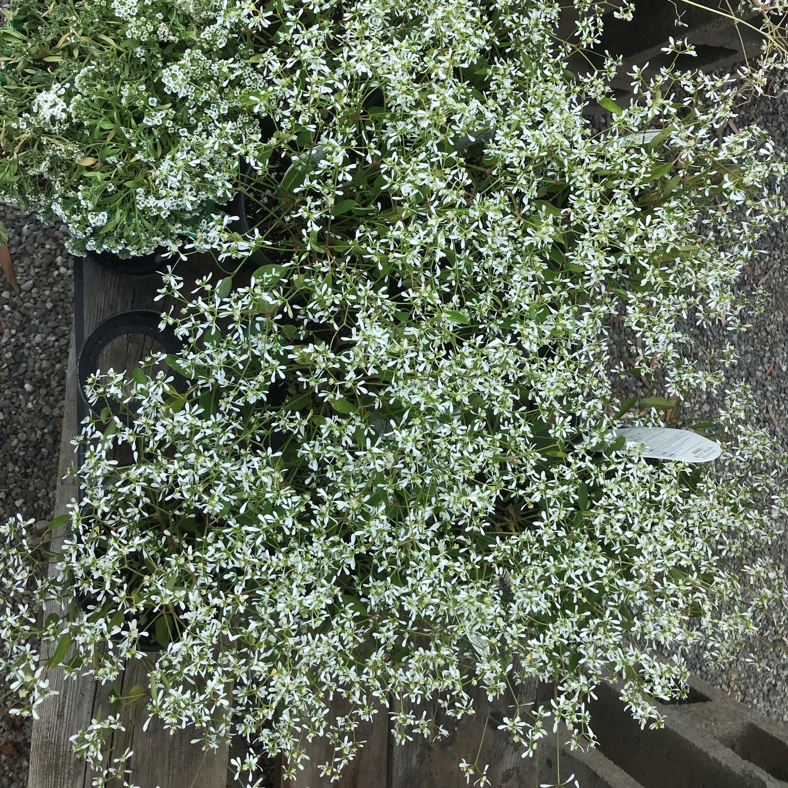 Euphorbia hypericifolia 'Hip Hop' ~ Hip Hop Euphorbia-ServeScape