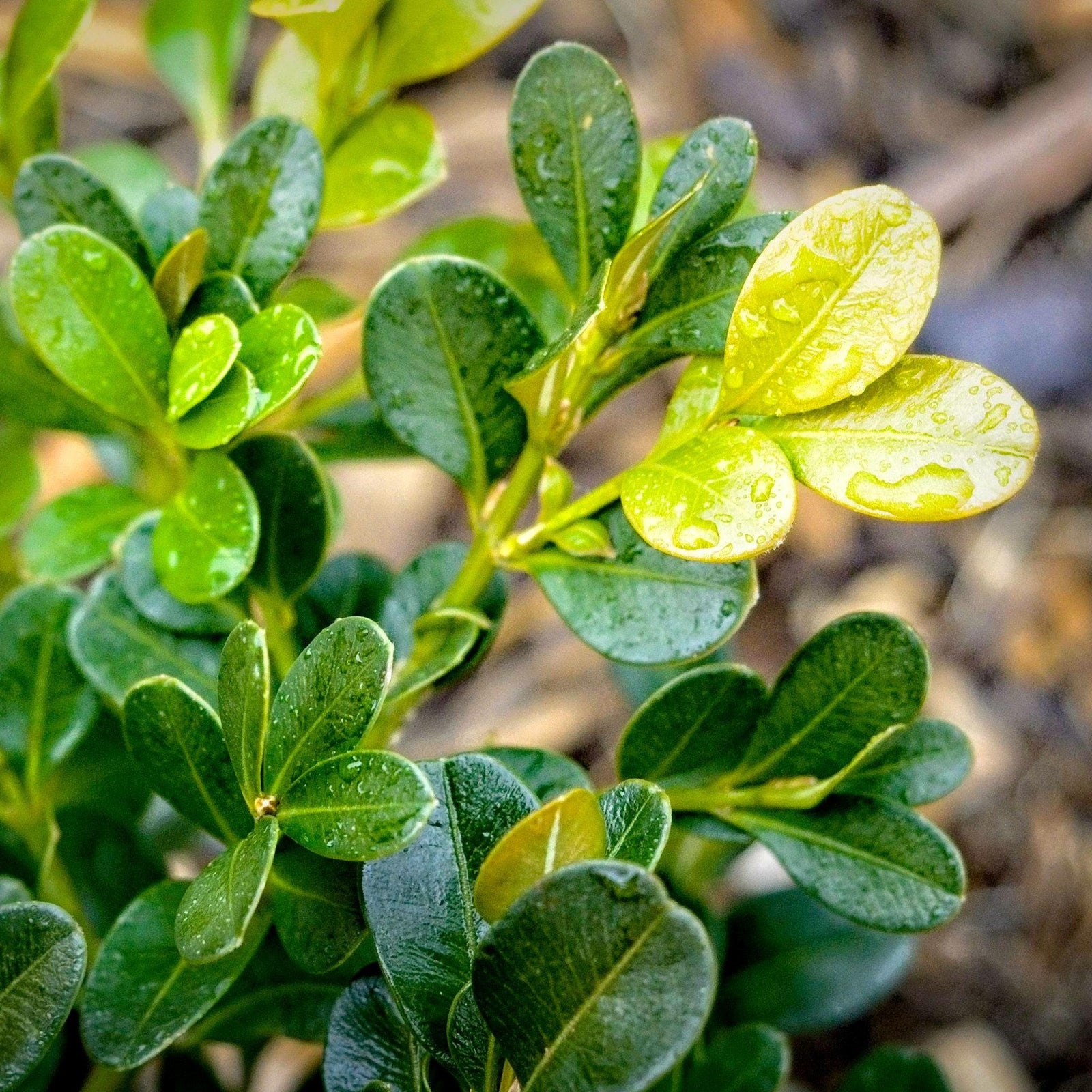 Buxus microphylla var. japonica 'Green Beauty' ~ Green Beauty Boxwood-ServeScape