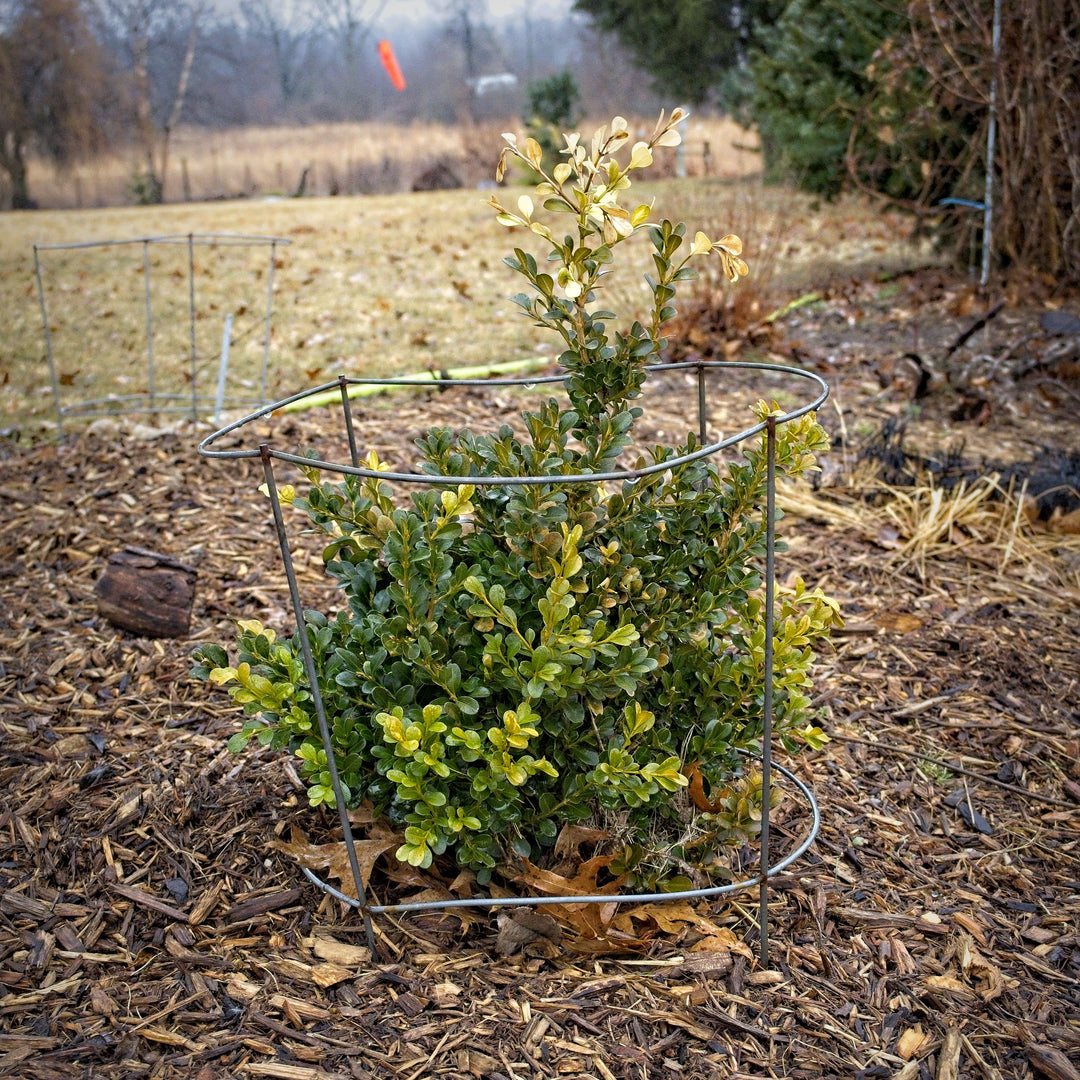 Buxus microphylla var. japonica 'Green Beauty' ~ Green Beauty Boxwood-ServeScape