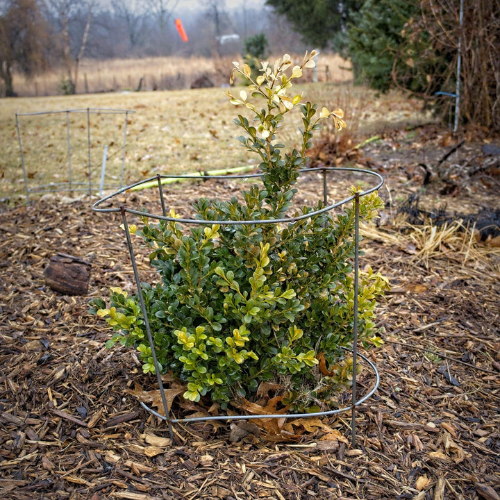 Buxus microphylla var. japonica 'Green Beauty' ~ Green Beauty Boxwood-ServeScape