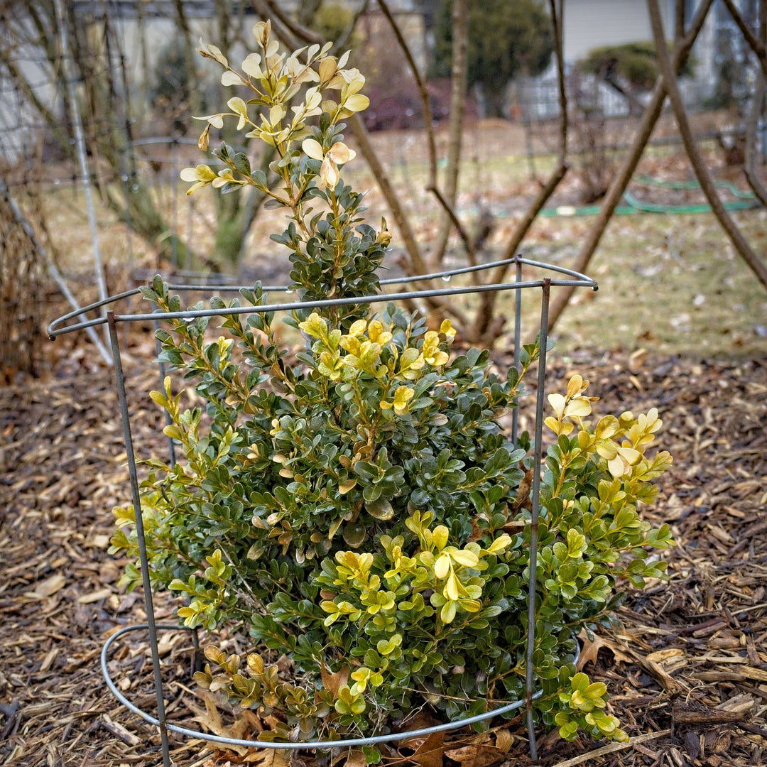 Buxus microphylla var. japonica 'Green Beauty' ~ Green Beauty Boxwood-ServeScape