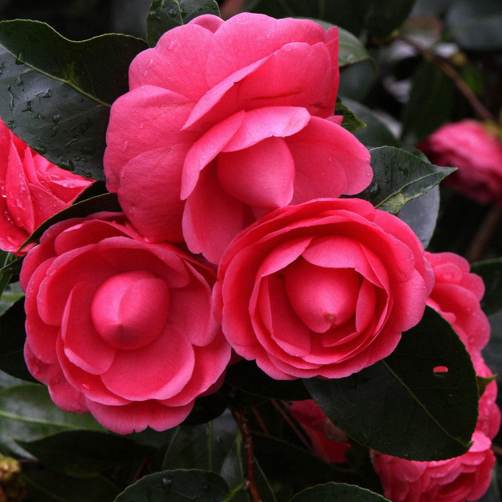 Camellia japonica 'Jacks' ~ Jacks Camellia-ServeScape