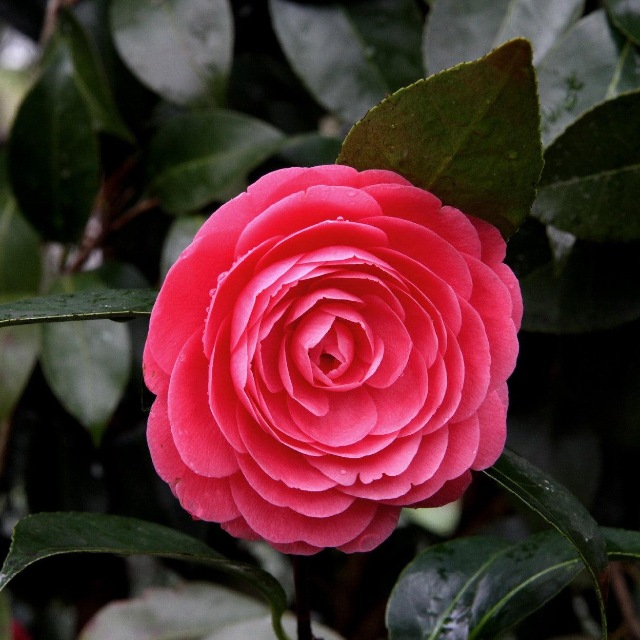 Camellia japonica 'Jacks' ~ Jacks Camellia-ServeScape