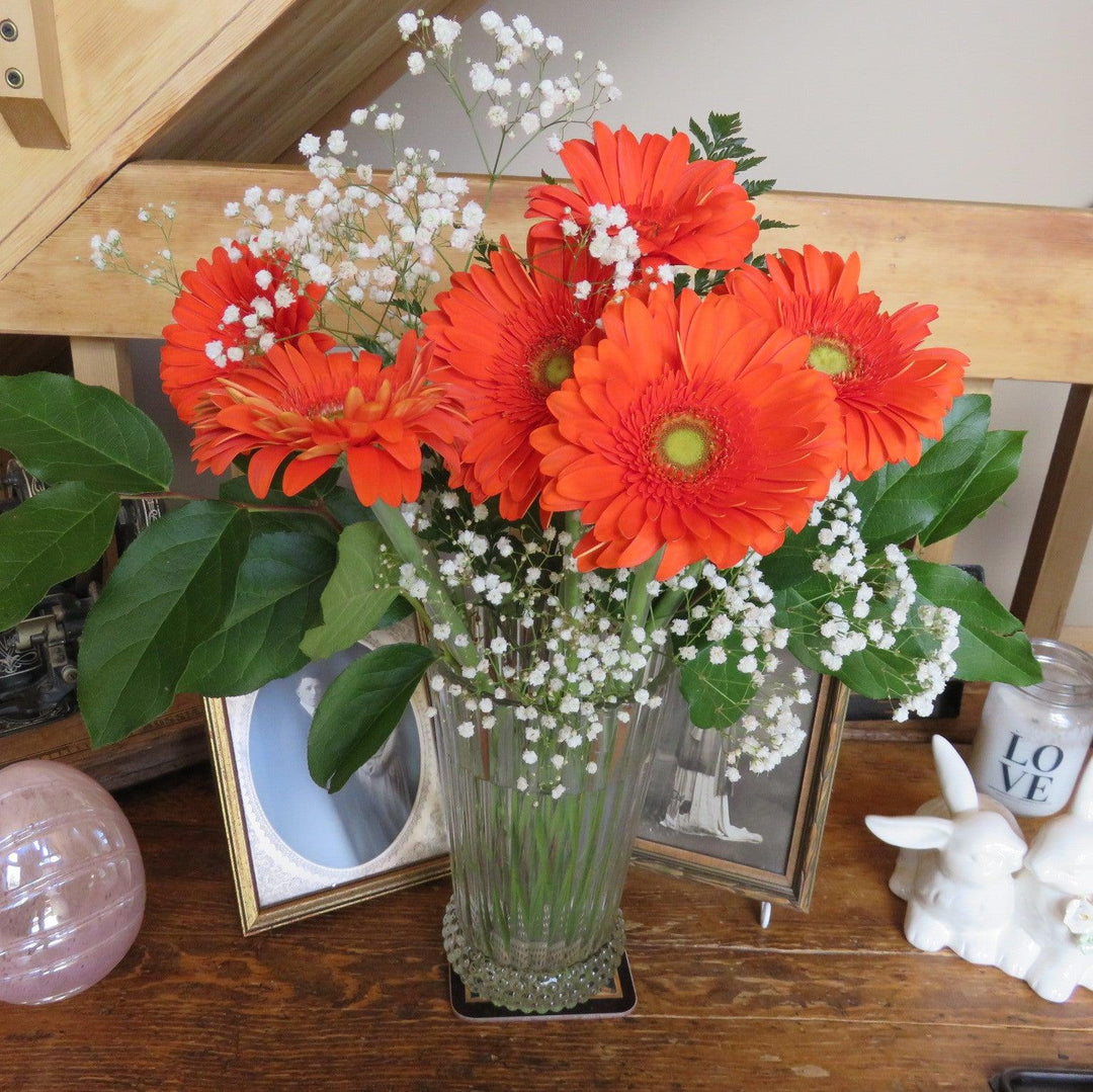 Gerbera x 'GARGLOW IMP' PP #26,784 ~ Garvinea® Sweet Glow Gerbera-ServeScape