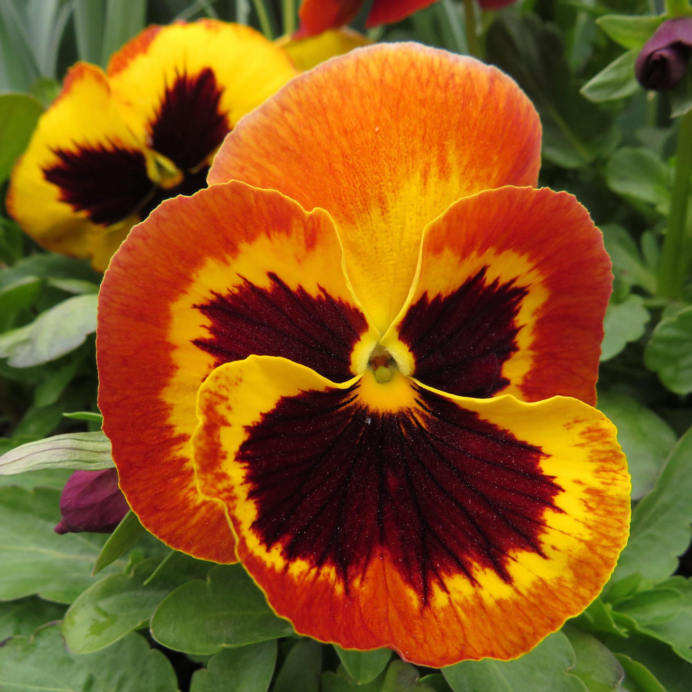 Viola x wittrockiana 'Delta Fire' ~ Delta™ Fire Pansy-ServeScape
