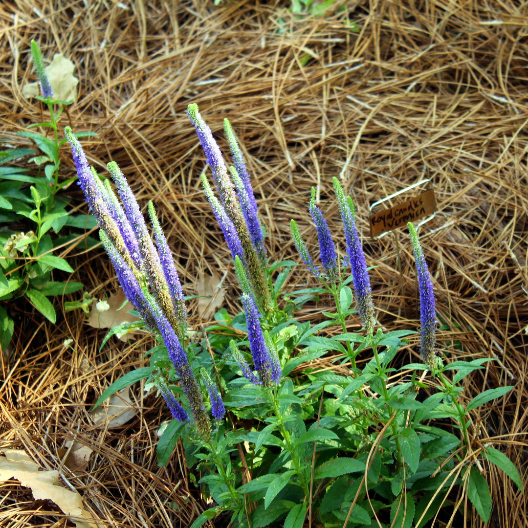 Veronica 'Blue Skywalker' pp29406 ~ Blue Skywalker Veronica-ServeScape