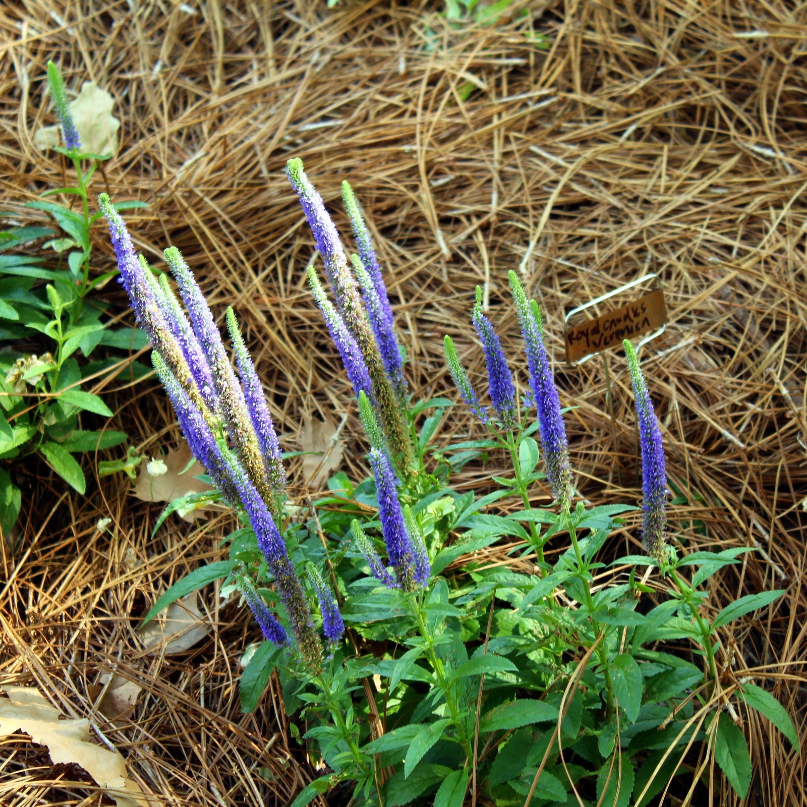 Veronica 'Blue Skywalker' pp29406 ~ Blue Skywalker Veronica-ServeScape