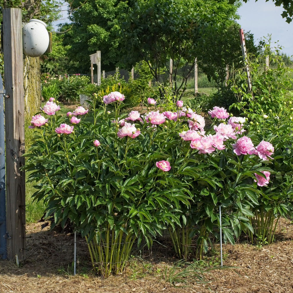 Paeonia 'Madame Emile Debatene' ~ Emile Debatene Peony-ServeScape