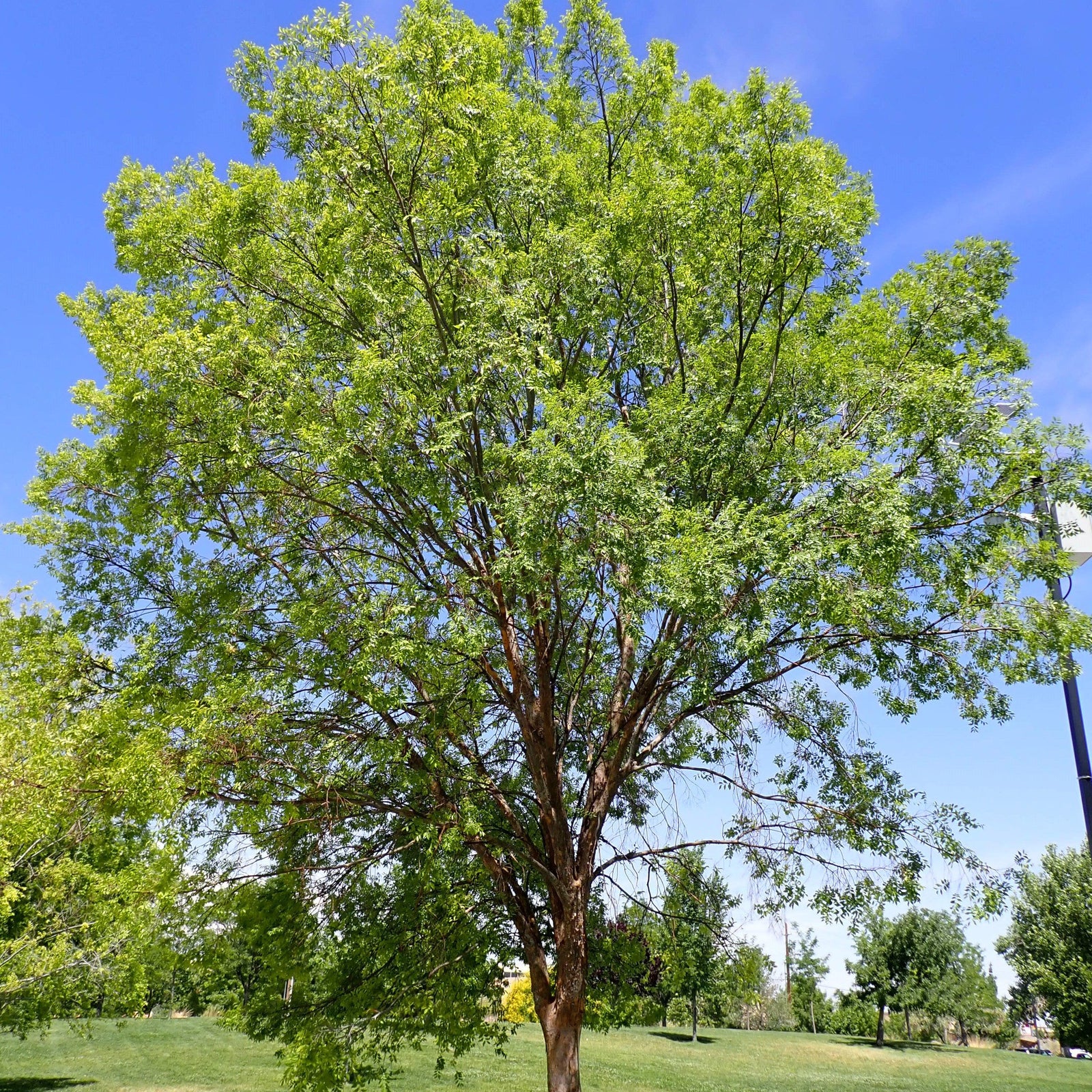 Ulmus parvifolia ~ Lacebark Elm-ServeScape