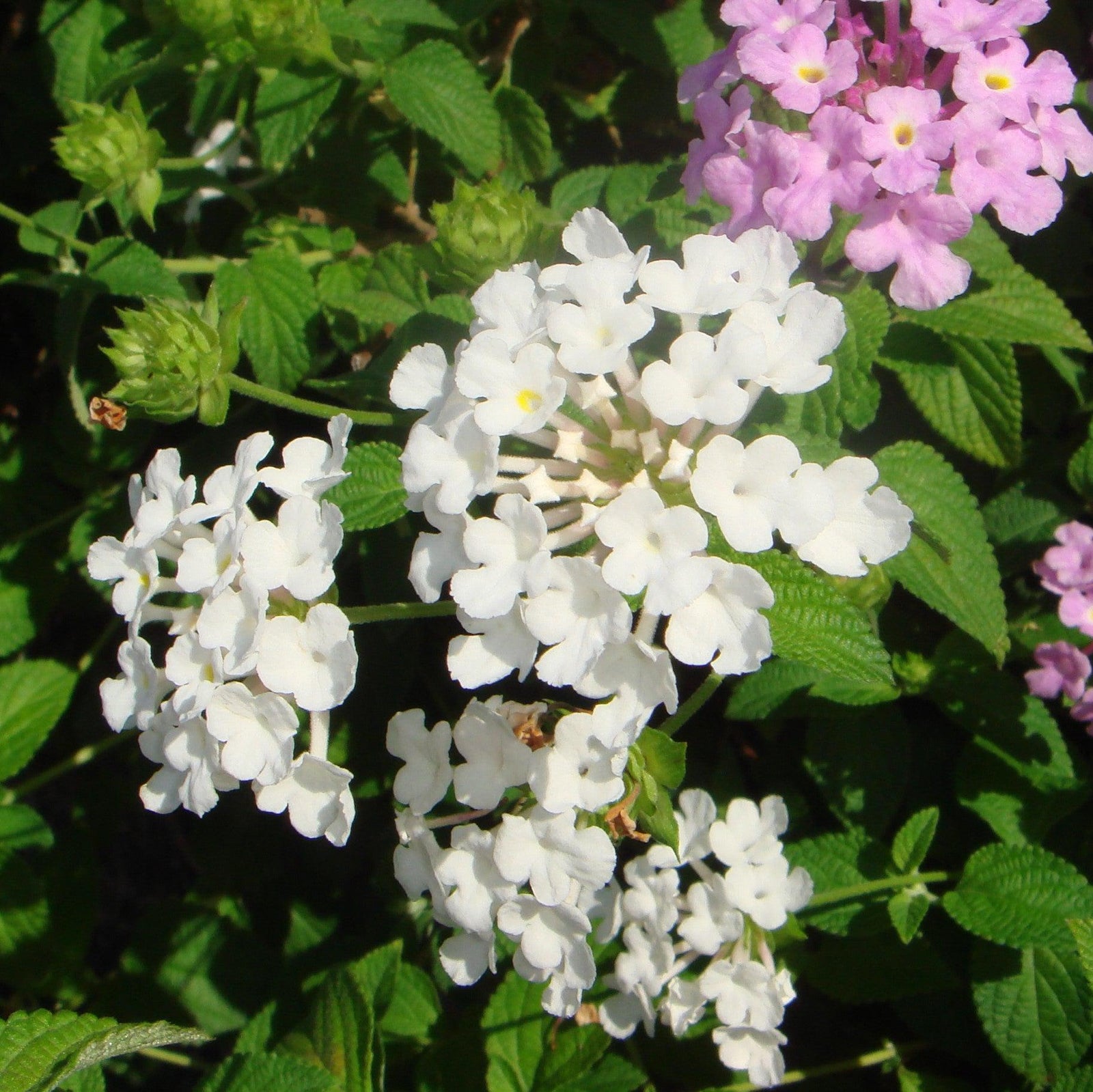 Lantana montevidensis 'Trailing White' ~ Trailing White Lantana-ServeScape