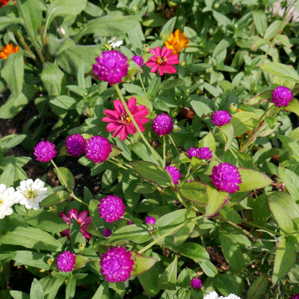 Gomphrena 'Gnome Purple' ~ Gnome Purple Globe Amaranth-ServeScape