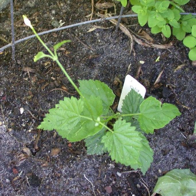 Humulus lupulus 'Chinook' ~ Chinook Hops-ServeScape