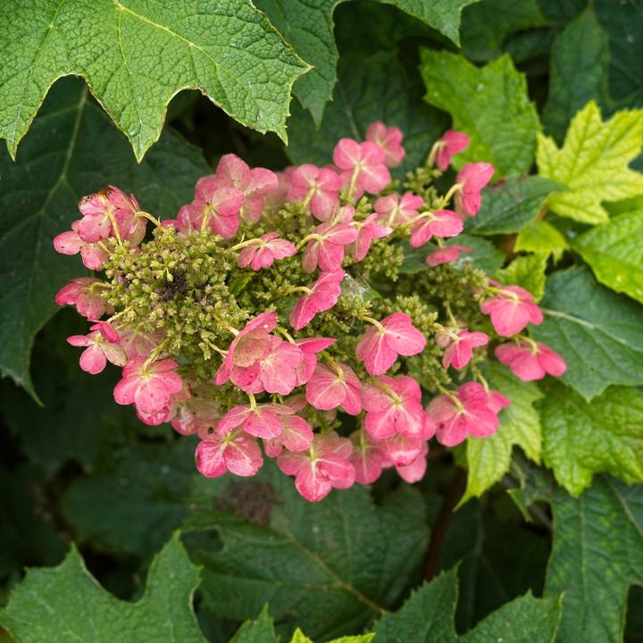 Hydrangea quercifolia 'Ruby Slippers' ~ Ruby Slippers Oakleaf Hydrangea-ServeScape