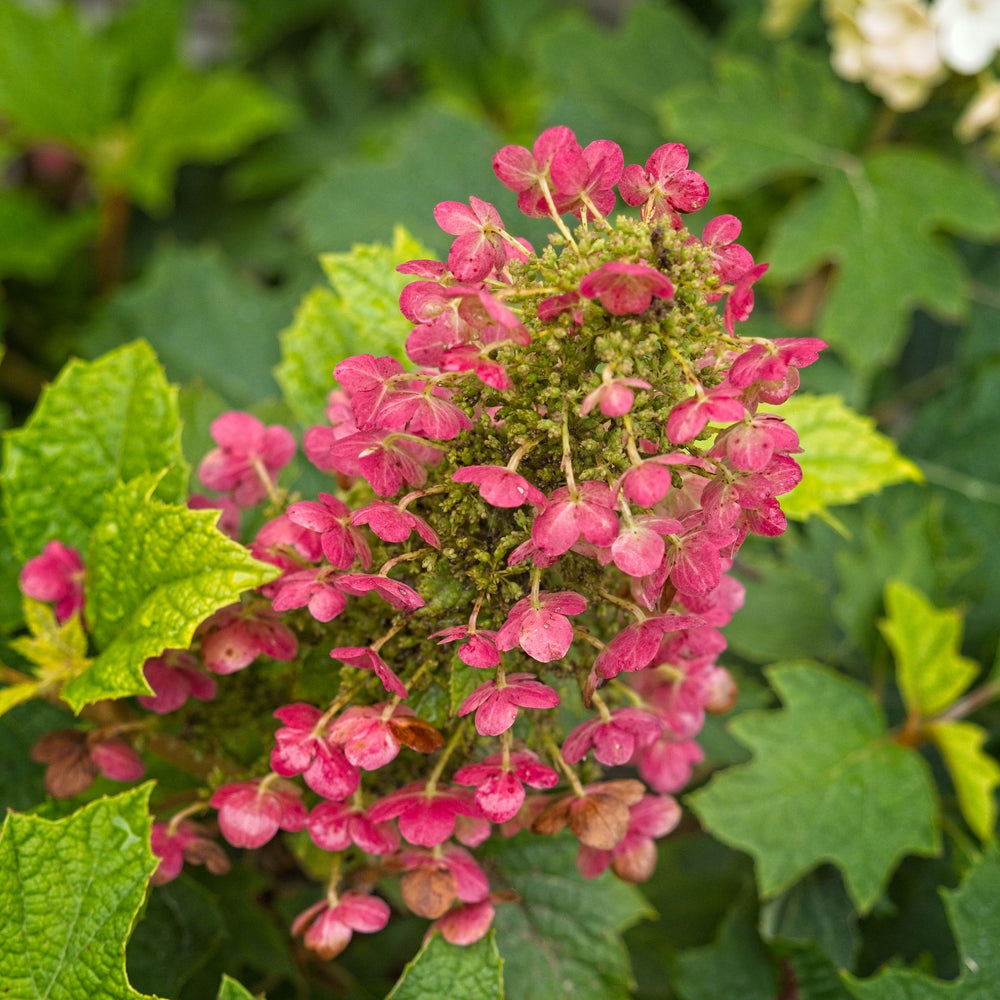 Hydrangea quercifolia 'Ruby Slippers' ~ Ruby Slippers Oakleaf Hydrangea-ServeScape