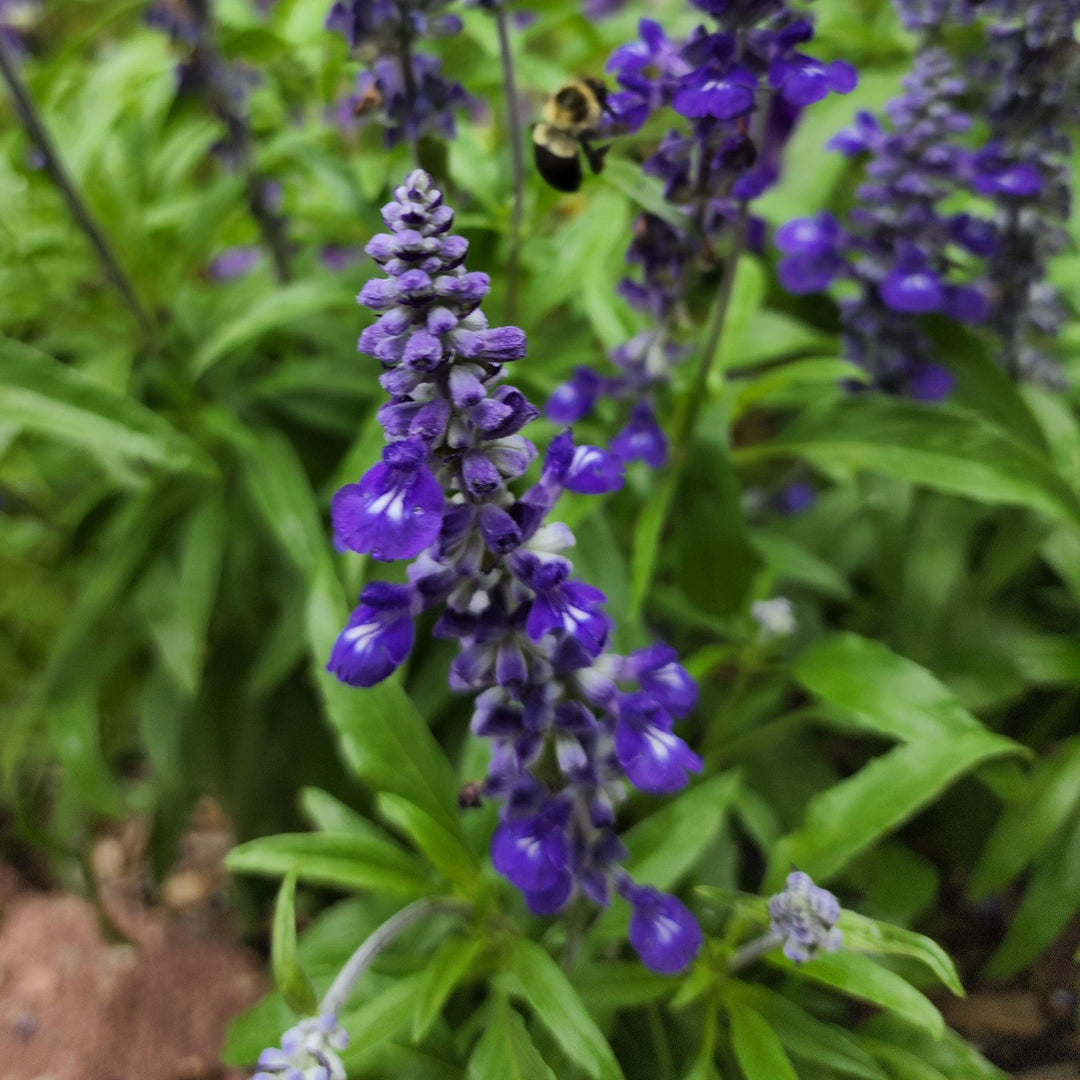 Salvia farinacea 'Cathedral Deep Blue' ~ Cathedral® Deep Blue Salvia-ServeScape