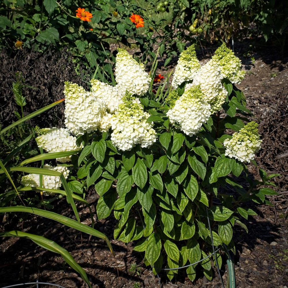 Hydrangea paniculata ‘Kolmakilima’ ~ Lava Lamp® Moonrock® Hydrangea-ServeScape