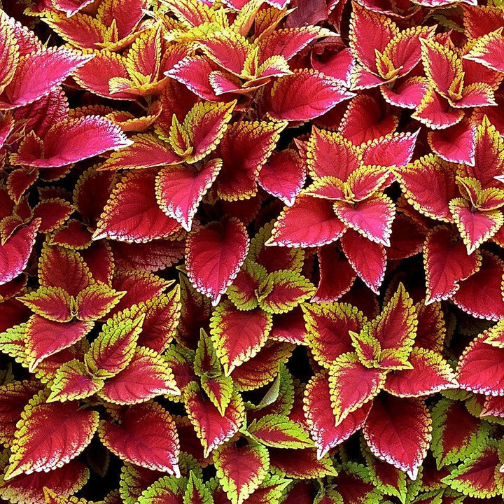 Solenostemon scutellarioides ‘Defiance’ ~ Defiance Coleus-ServeScape