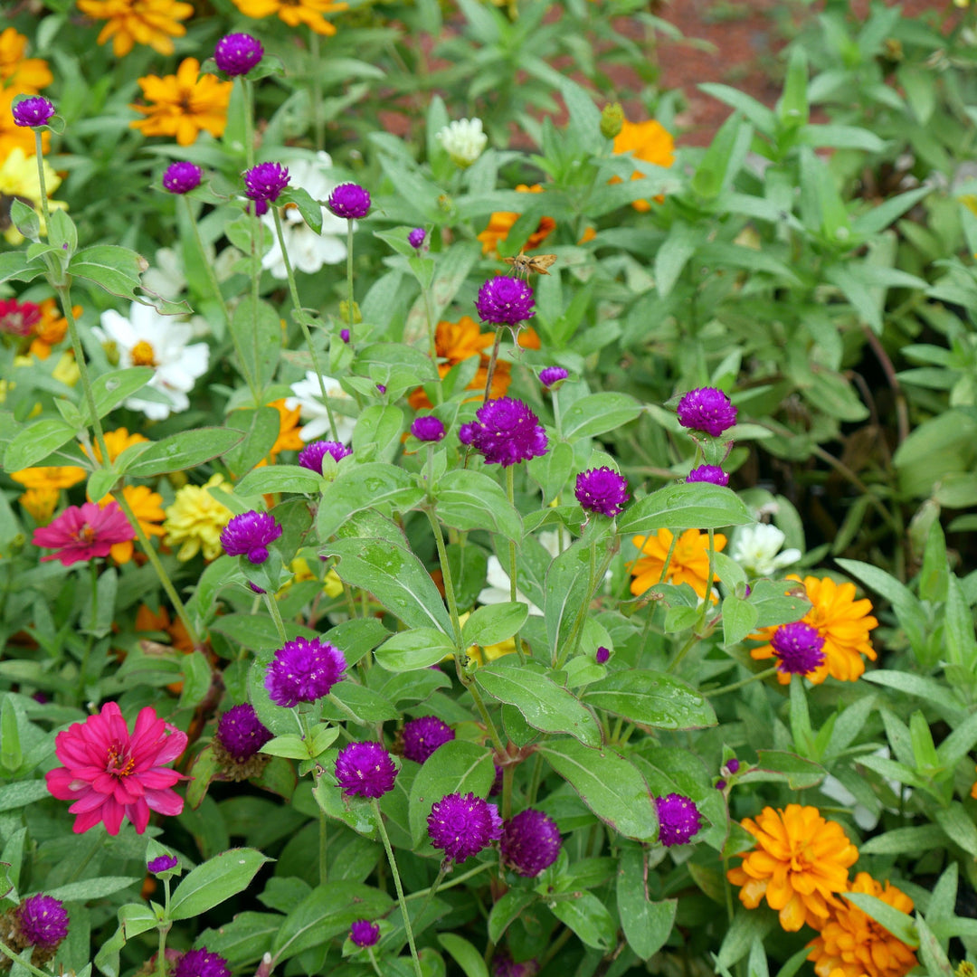 Gomphrena 'Gnome Purple' ~ Gnome Purple Globe Amaranth-ServeScape