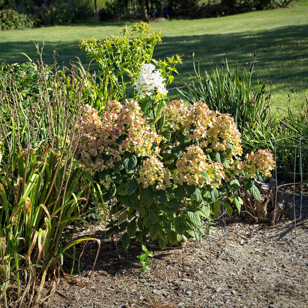 Hydrangea paniculata 'hypmad I' PP19,082 ~ First Editions® White Diamonds® Hydrangea-ServeScape