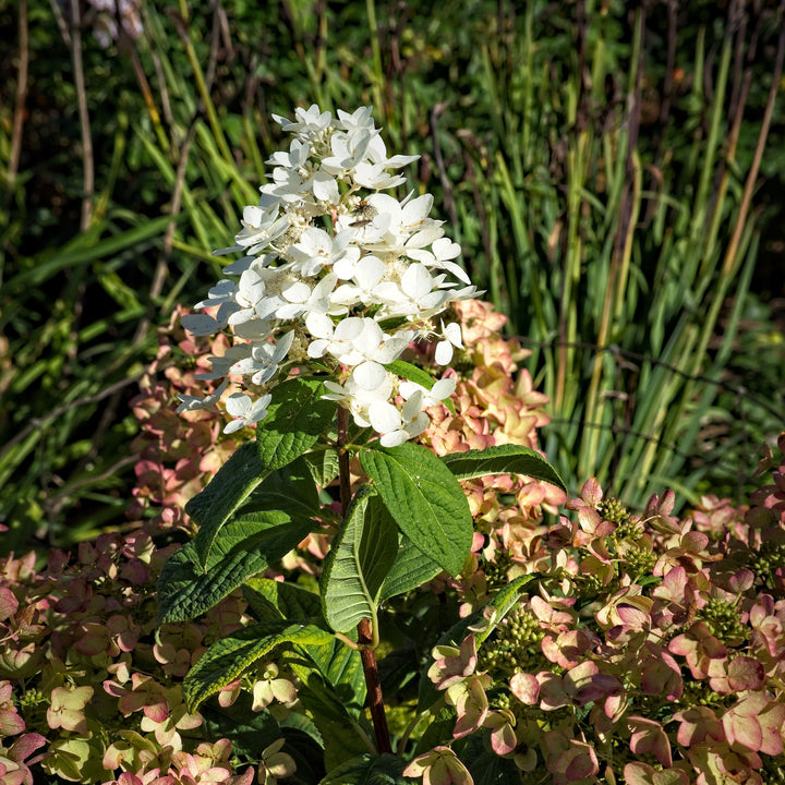 Hydrangea paniculata 'hypmad I' PP19,082 ~ First Editions® White Diamonds® Hydrangea-ServeScape