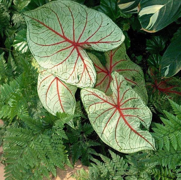 Caladium 'White Queen' ~ White Queen Caladium-ServeScape