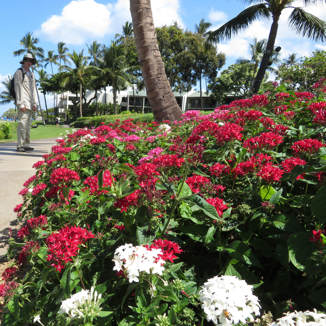 Pentas lanceolata 'Graffiti Red Velvet' ~ Graffiti® Red Velvet Star Flower-ServeScape