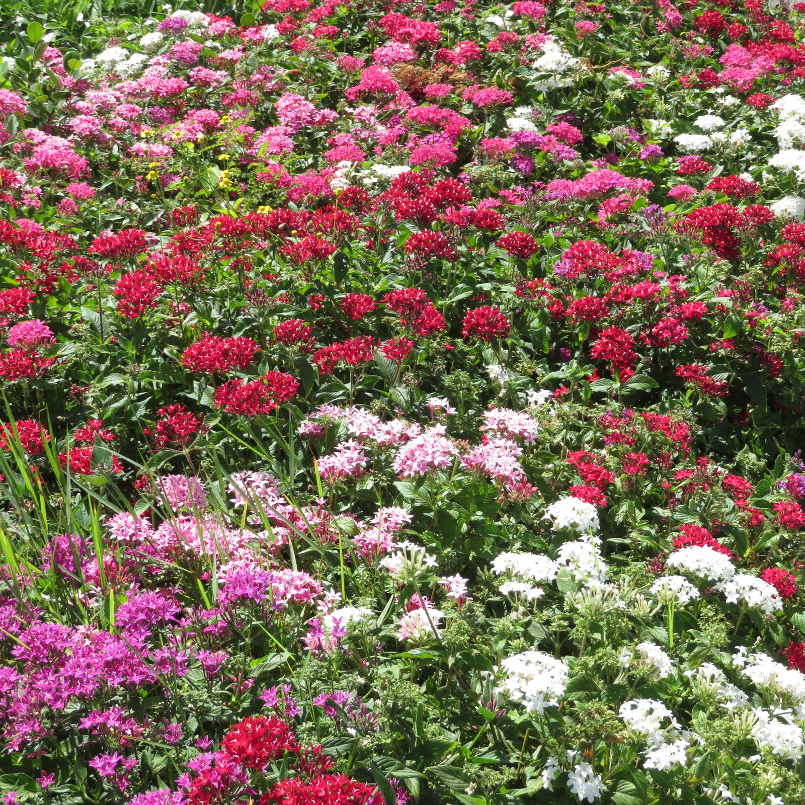 Pentas lanceolata 'Graffiti Mix' ~ Graffiti® Mix Star Flower-ServeScape