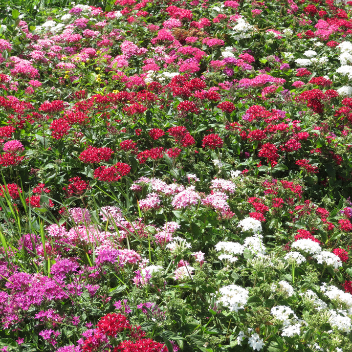Pentas lanceolata 'Graffiti Mix' ~ Graffiti® Mix Star Flower-ServeScape
