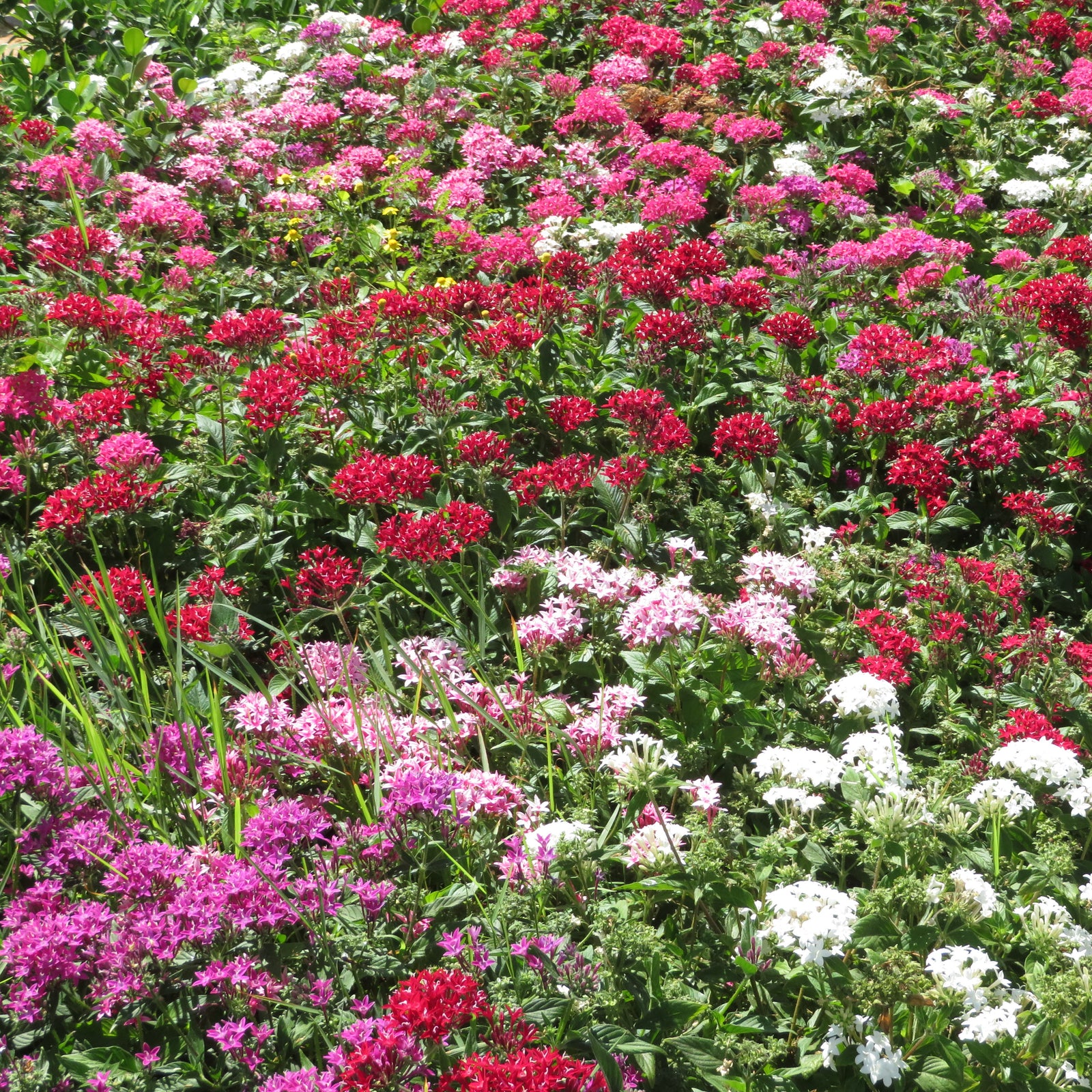 Pentas lanceolata 'Graffiti OG Mix' ~ Graffiti® OG Mix Star Flower-ServeScape