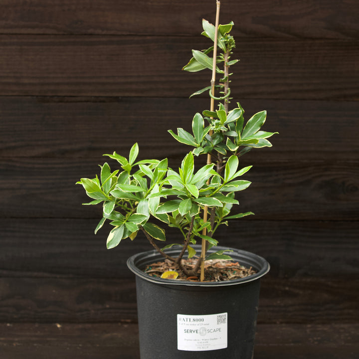 Daphne odora ~ Winter Daphne-ServeScape