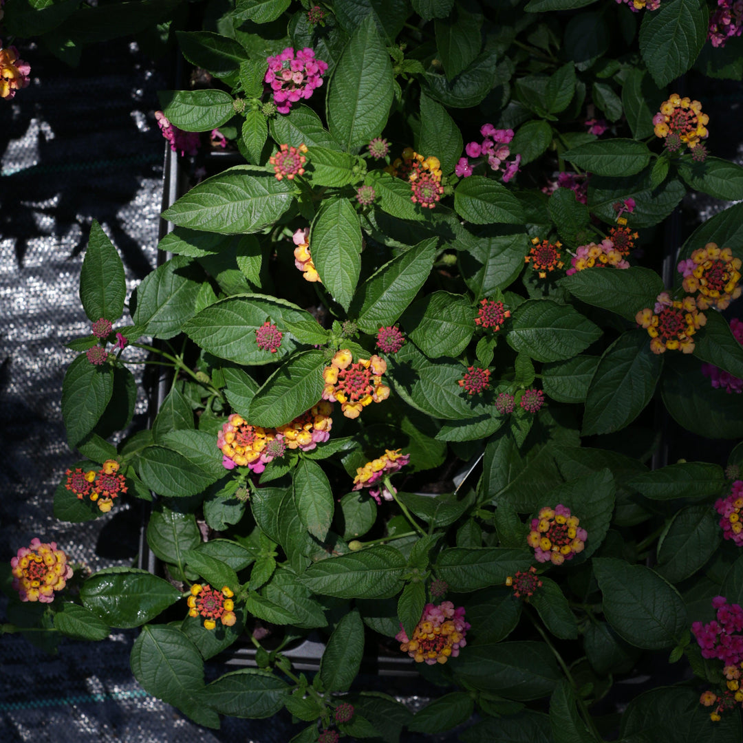 Lantana camara 'Balandsunrim' ~ Landmark™ Sunrise Rose Lantana-ServeScape
