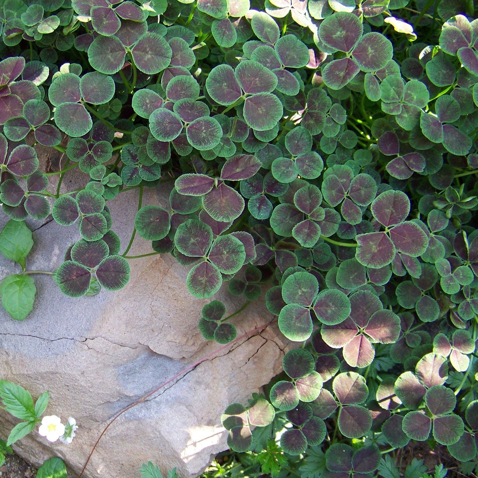 Trifolium repens 'Atropurpureum' ~ Bronze Dutch Clover-ServeScape