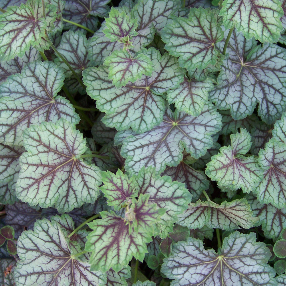 Heuchera americana 'Green Spice' ~ Green Spice Coral Bells-ServeScape