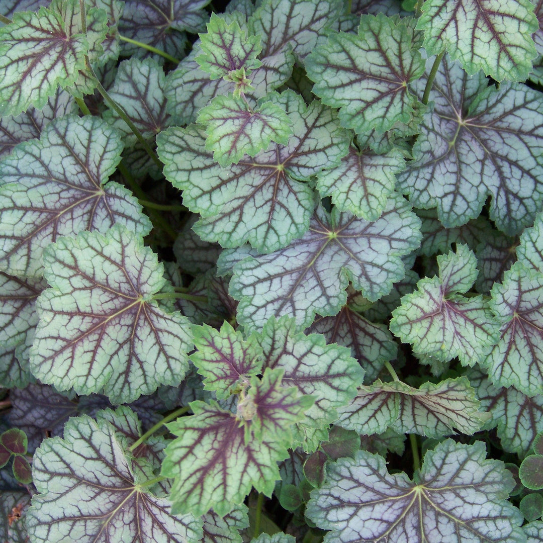 Heuchera americana 'Green Spice' ~ Green Spice Coral Bells-ServeScape