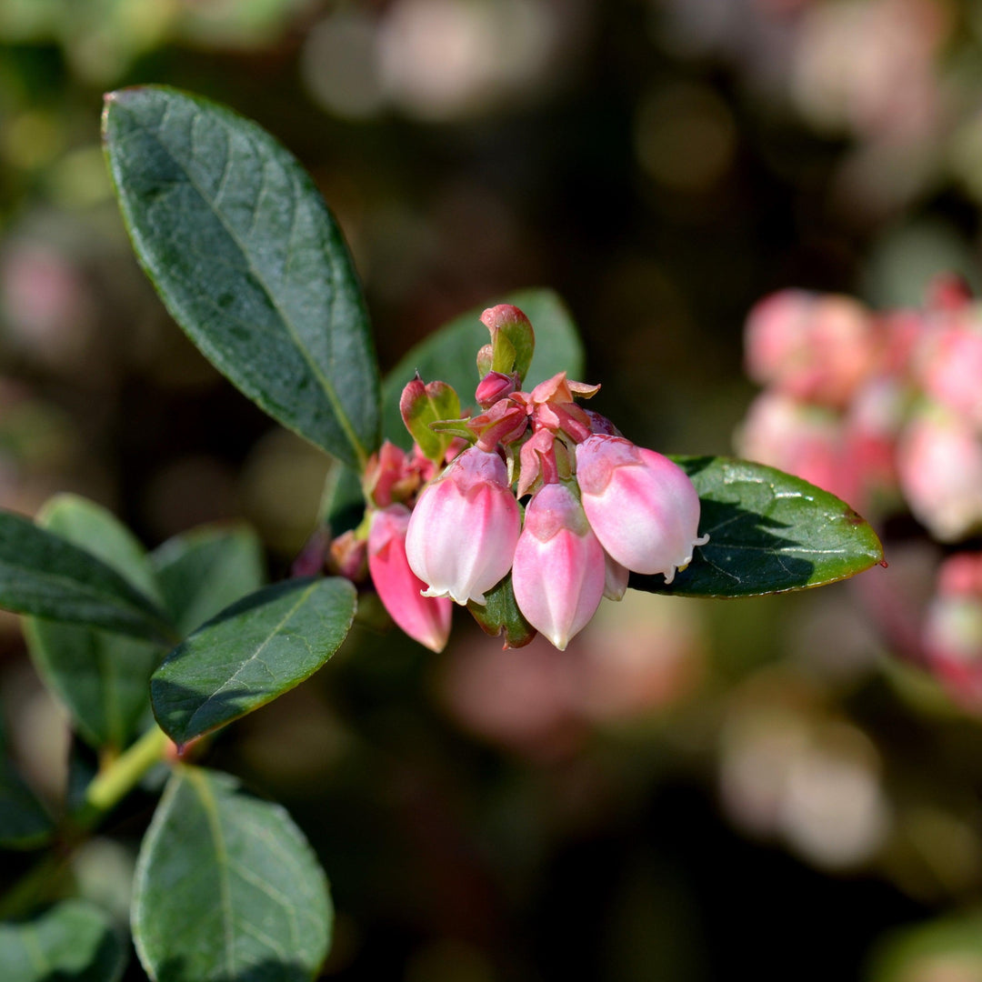 Vaccinium x 'Sunshine Blue'~ Sunshine Blue Blueberry-ServeScape