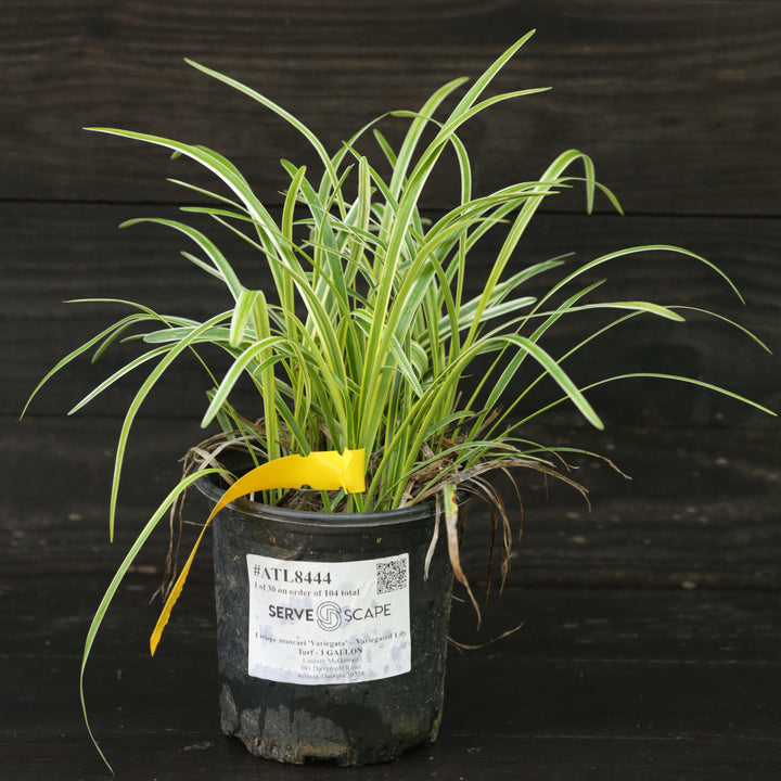 Liriope muscari 'Variegata' ~ Variegated Lily Turf-ServeScape