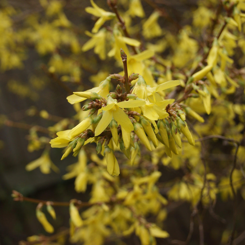 Forsythia x intermedia 'Golden Times' ~ Golden Times Forsythia-ServeScape